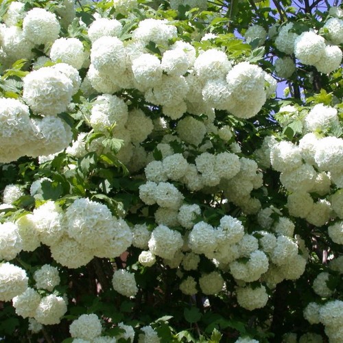 Viburnum opulus 'Roseum' - Harilik lodjapuu 'Roseum' C2/2L